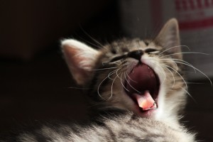 猫舌の語源は何？