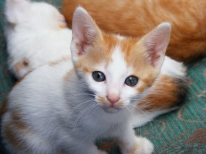 kitten-88418_640