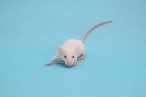 マウスを使った実験
