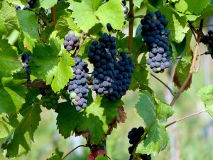 ワインが大量生産されているようなイタリアやフランスといった地域で生産されています。