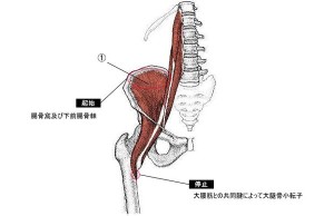 腸腰筋の中では最も深層に位置する筋肉です