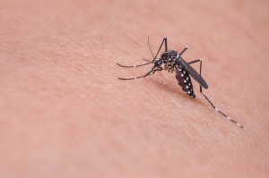 蚊やダニ、ノミが媒介になる感染をベクター感染といいます