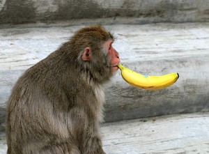 青バナナの食べ方