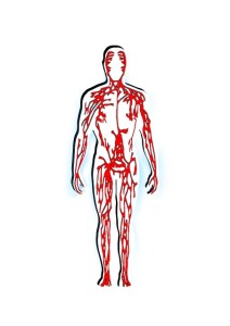 human-65819_640　人体　全身　血液　血流　血管