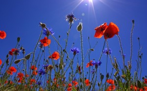 field-of-poppies-807871_640