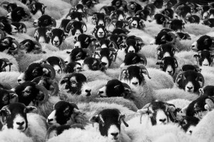 1996年に誕生した世界で初めてのクローン羊